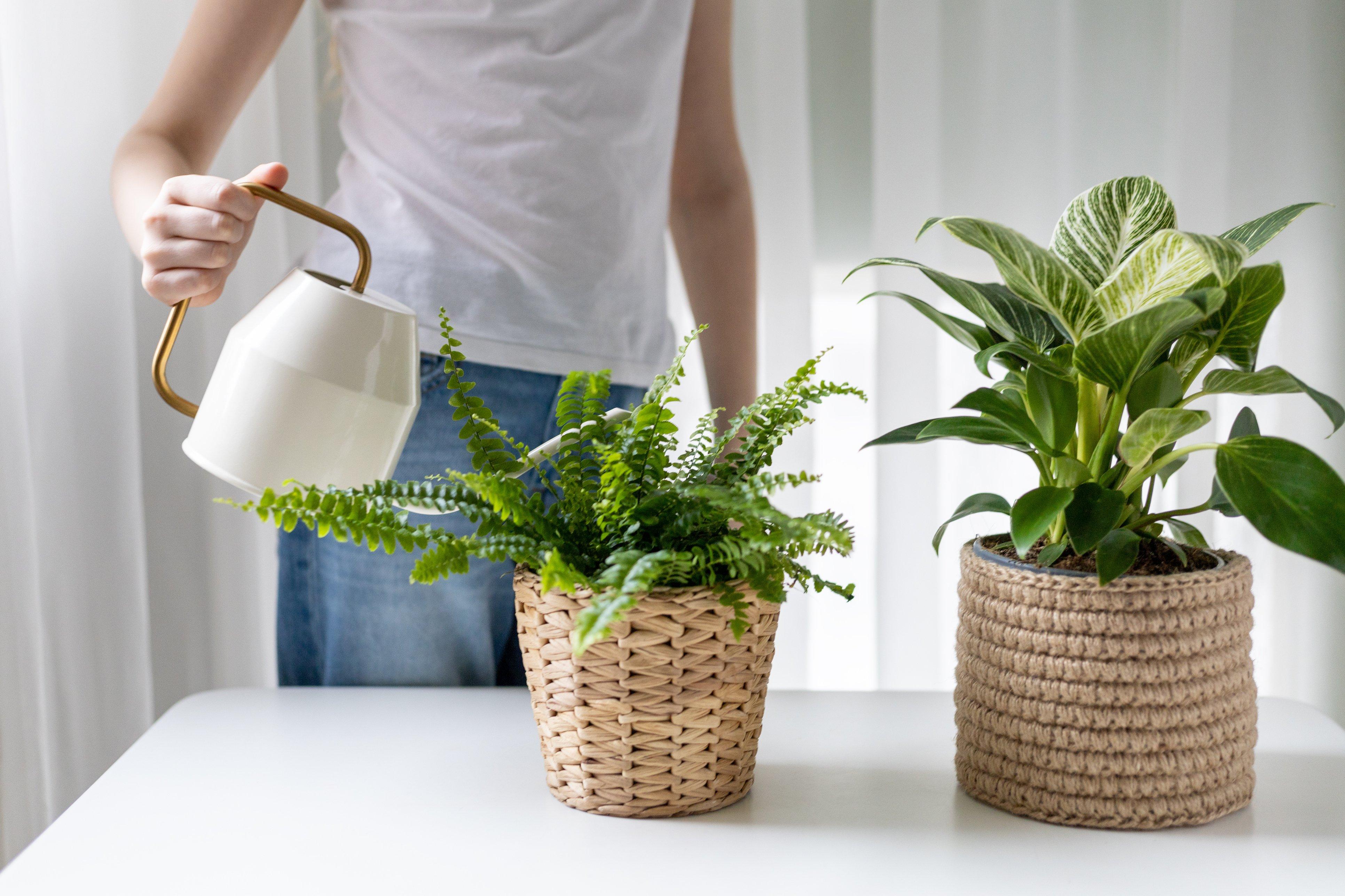 Boston Fern Care Guide Flying Flowers